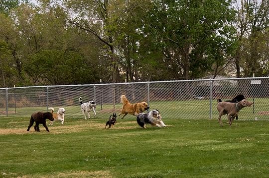 mandan dog town dogpark