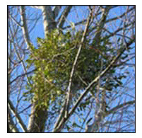 mistletoe