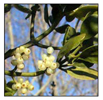 berries