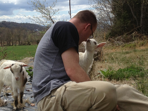 Lover and Miniature Silky Fainting Goat