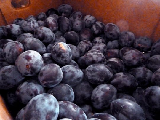 Italian plums from a local u-pick farm