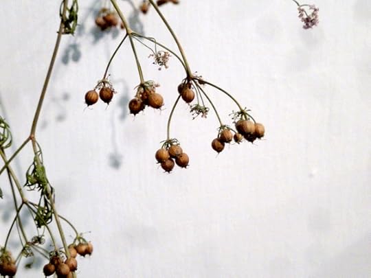 Dried coriander seeds from the garden's bolted cilantro