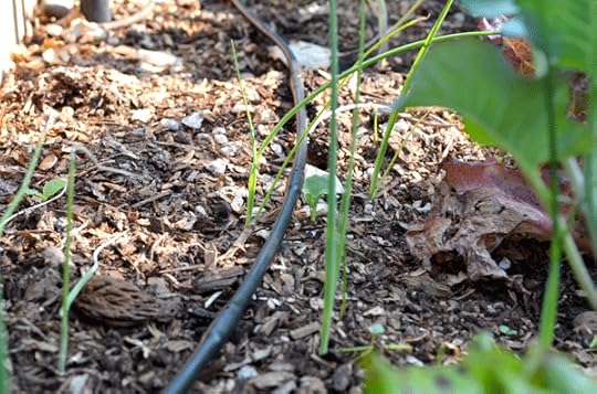 drip-line-leeks