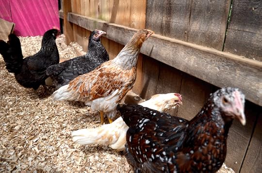 The new pullets are getting introduced to the older, bossy chickens