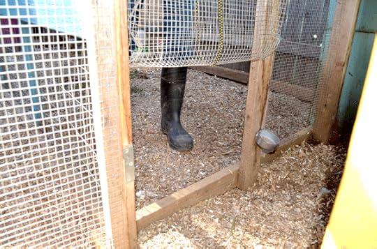 We modified the chicken coops so we can open the runs to each other.