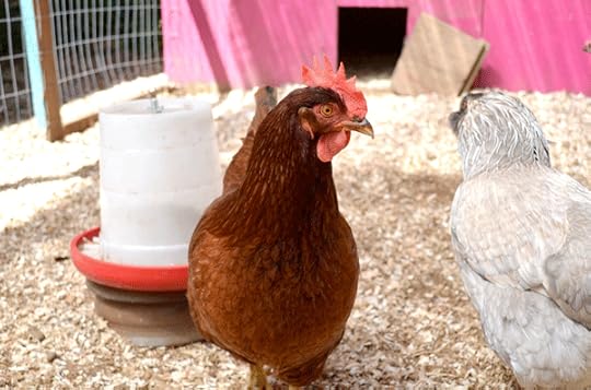Florence: the self-elected boss of the new, younger flock