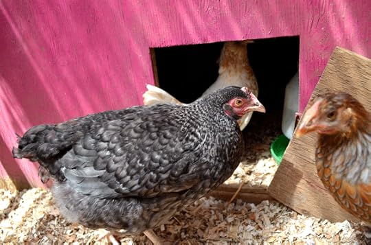 New pullets hanging out close to the hen house, where they can hide from the older, bossy chickens