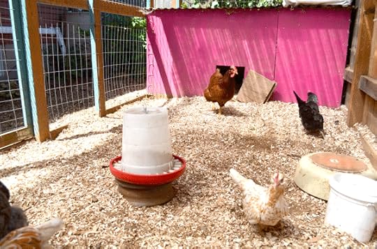 The new pullets getting chased around by the older flock, in this case Florence
