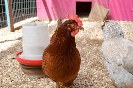 Regular cleaning of your chicken coop may help keep some pests away, but flies will likely take hold at some point.
