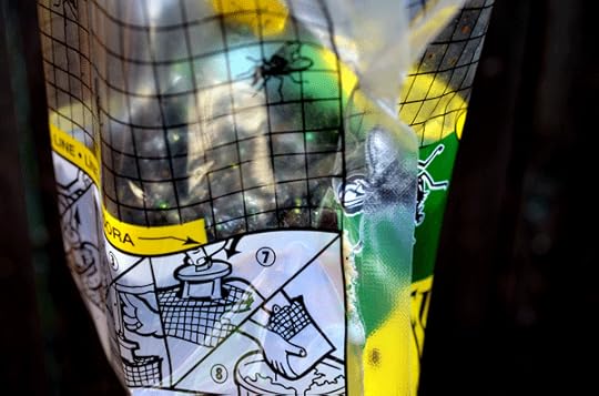 After an hour, the fly trap already captured enough flies to make the water line disappear.