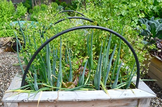 Late spring garden bed with mature onions, bolted celery and bolted arugula