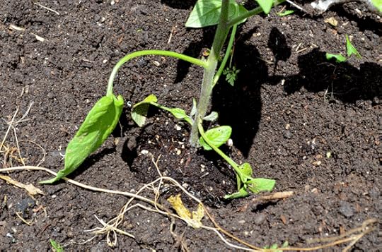 Dig a hole larger than the root area of your tomatoes