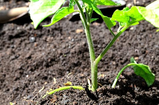 Tiny hairs on the tomato stems can turn into more roots if you bury them when planting