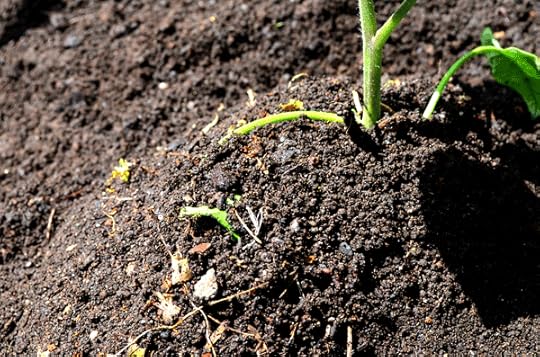 Bury your tomato starts to encourage more root development. Healthy growth and fruit will follow.