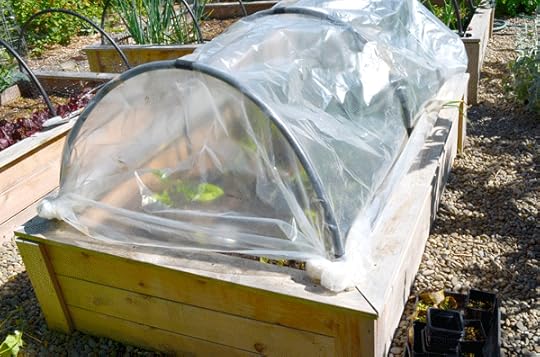 Tomatoes planted in raised beds and covered with greenhouse plastic