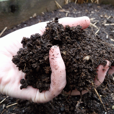 Good veggies need good soil! Compost is key to building that good soil.