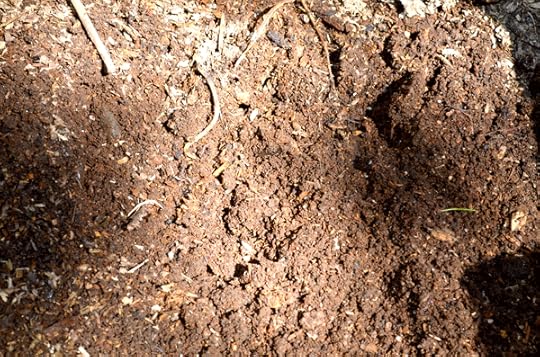 Middle bin with nearly finished compost