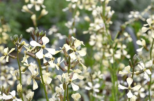 Arugula flowers make a nice spicy addition to a salad
