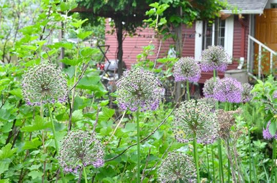 Flowering alliums developing seeds