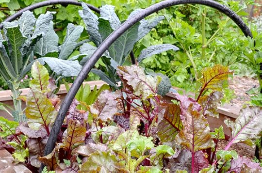 Spring veggie bed: kale, beets and celery