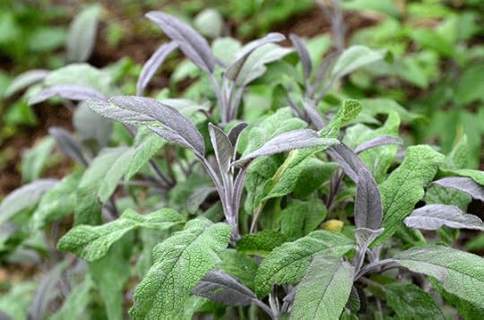 sage