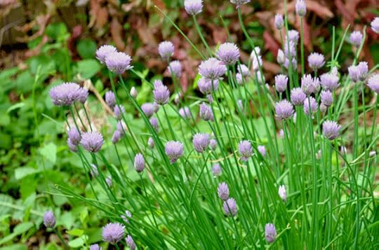 chives