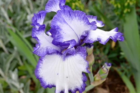 iris