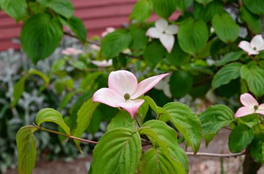 korean-dogwood