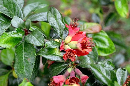 quince-flower