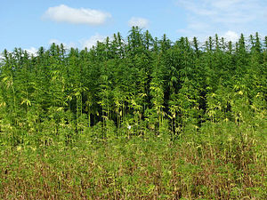Hemp (Cannabis spec.) - detail - geograph.org....
