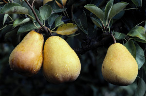 low potassium renal diet