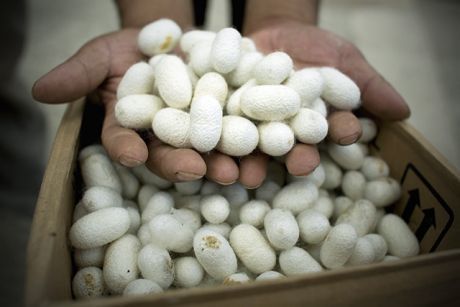 Silkworm cocoons ready to be processed into silk (Photo: John Javellana/ Reuters)