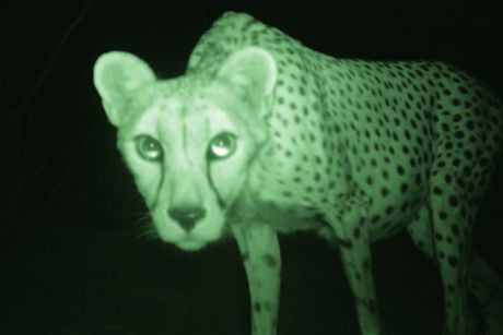 A critically endangered Sarahan cheetah caught by a camera trap: (Photo: Farid Belbachir/ Reuters)