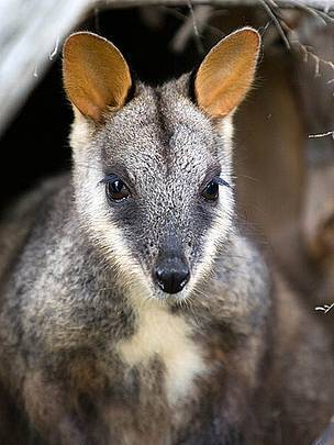 Cute but a carrier (Photo: Ben Bishop/WWF-Aus.)