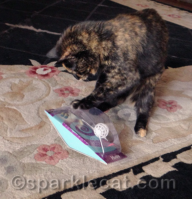 Nothing makes Binga crazier than treats she can't get