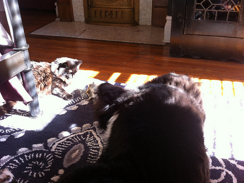 See? The sunbeam IS big enough for the both of us.