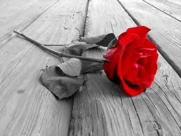 Rose 02