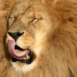 Can you touch your nose with your tongue???...