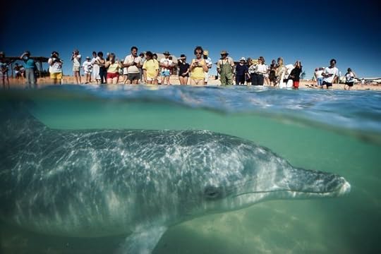 does-handling-dolphins-harm-them_68586_600x450