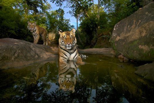 The last wild. Copyright Steve Winter