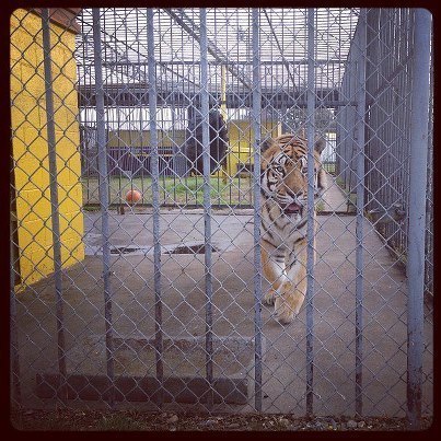 Tony the Tiger - Courtesy of S. Zaunbrecher