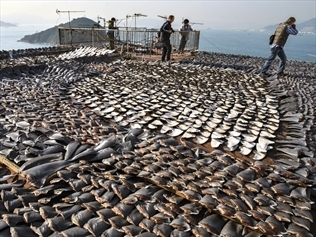 Shark fins on a roof in Hong Kong
