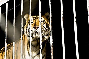 Tony the Tiger