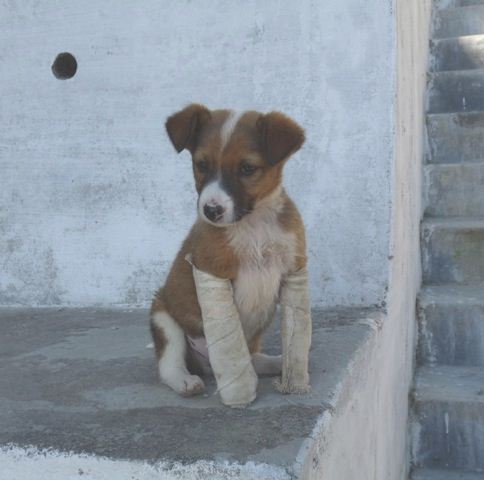 Beau who was rescued from the street and will be rehomed. Photograph C. Townend. 