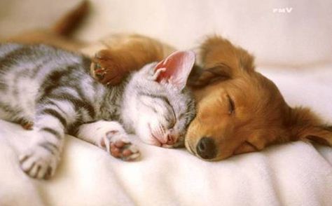 cat and dog2