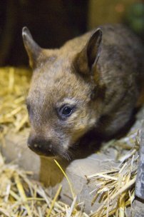 Rare hairy nose wombat born at Taronga Park. Image courtesy of Taronga Zoo.