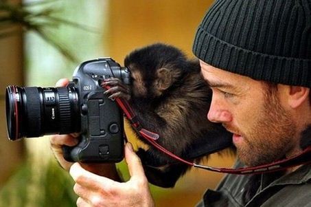 Chimp with Camera