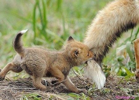 Pup and tail