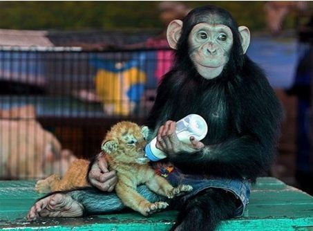 Chimp and Lion