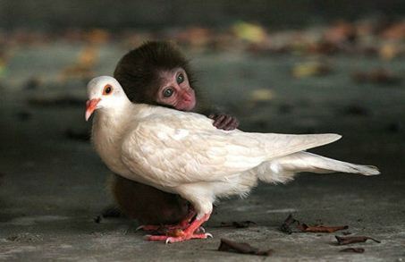 Chimp and bird